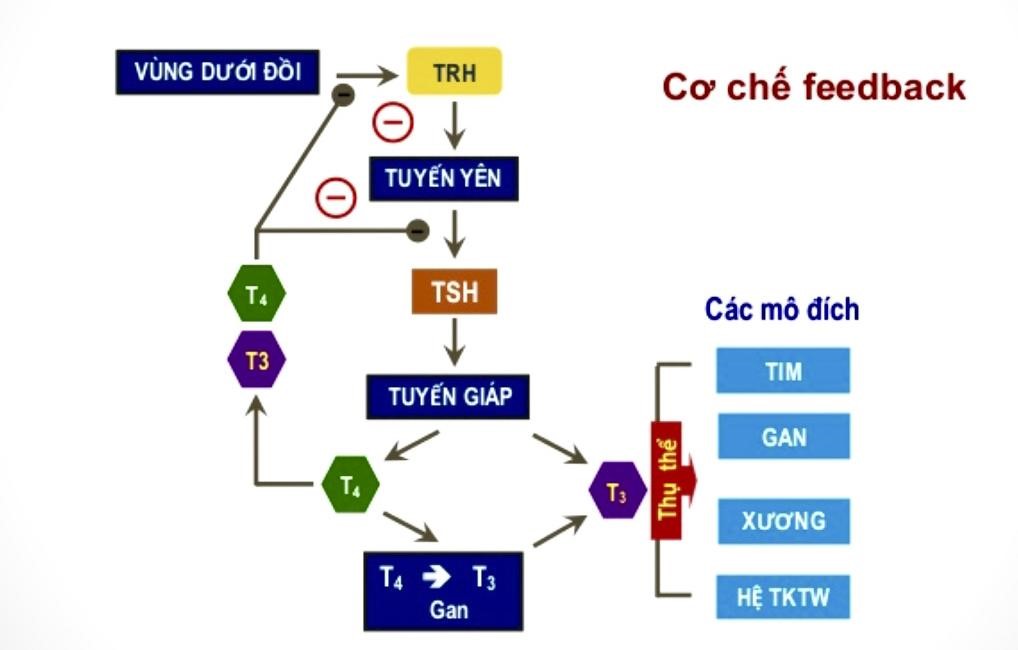 cách chữa trị bệnh bướu cổ Basedow