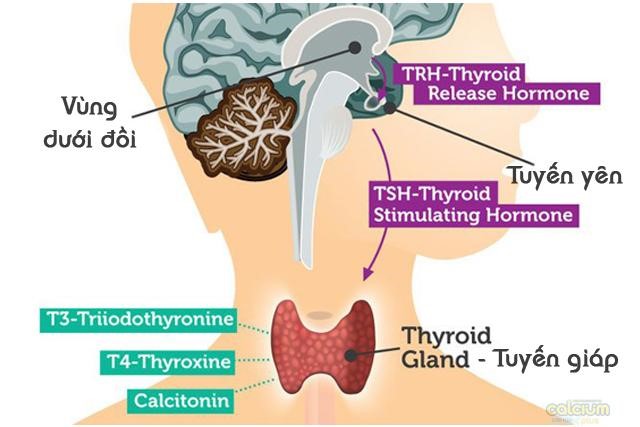 TSH bình thường 