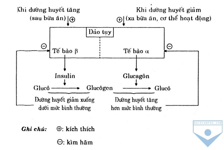 Quá trình điều hòa lượng đường trong máu của tuyến tụy 